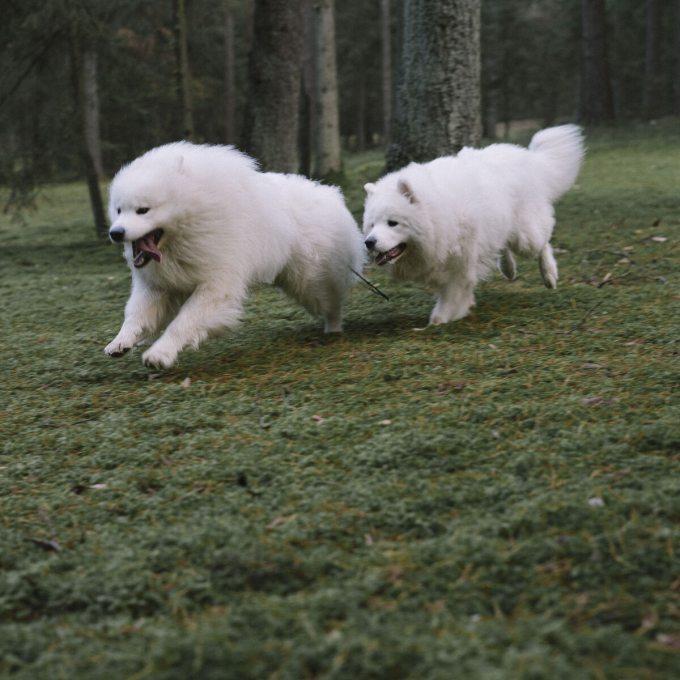 complementary feed for adult dogs and cats for maintaining energy levels and body recovery - 3