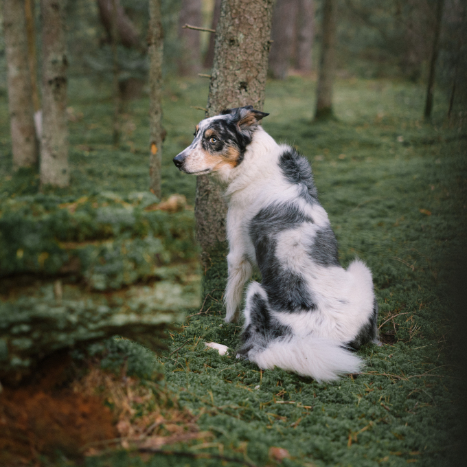 aanvullend diervoeder voor volwassen honden ter voorkoming van het eten van uitwerpselen - 3