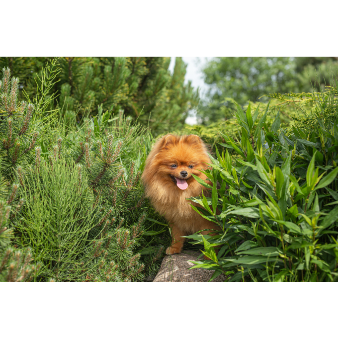 mangime complementare senza cereali - snack per cani adulti di tutte le razze con pelo rosso con salmone - 1