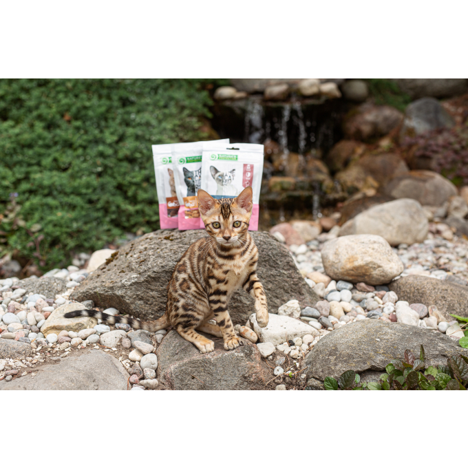 закуска для кошек с курицей и черникой - 2