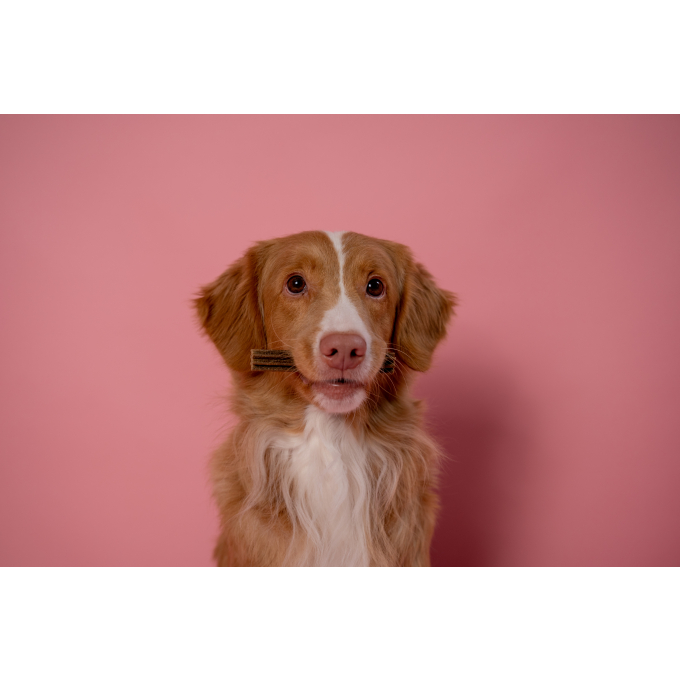 pienso complementario sin cereales - snacks para perros adultos de todas las razas de pelaje rojo con salmón - 1