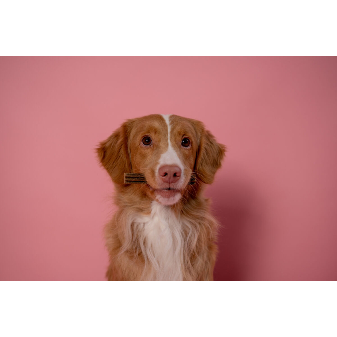 complementary grain free feed – snacks for adult dogs of all breeds with red coat with salmon - 3