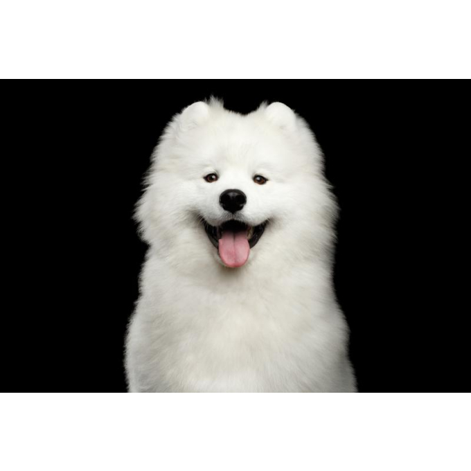 aanvullend graanvrij voer - snacks ter ondersteuning van een gezonde groei en ontwikkeling met insecten voor jonge honden van alle rassen met witte vacht - 2