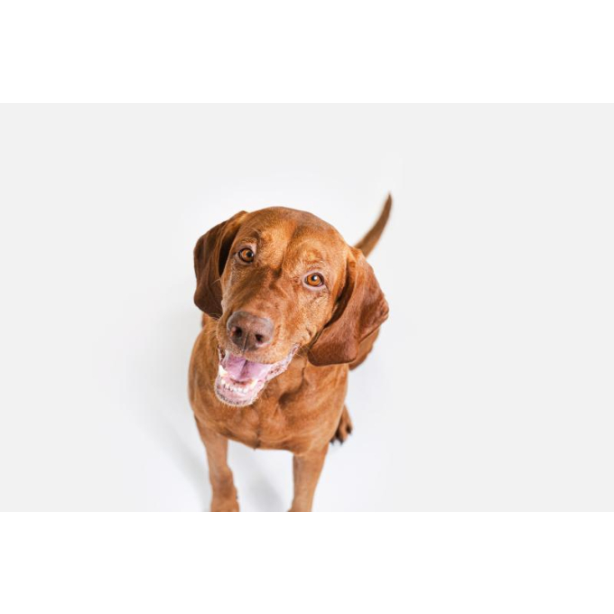 pienso complementario sin cereales - snacks para encías libres y cuidado bucal con insectos para perros junior de todas las razas con pelaje rojo - 2