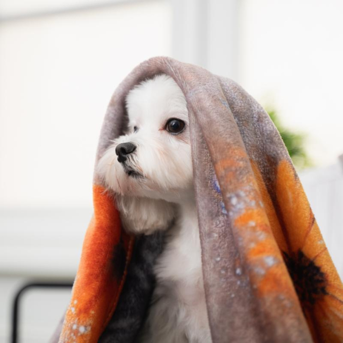 мягкое одеяло с аппликацией австралийской овчарки, разноцветное - 2